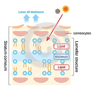 Structure of stratum corneum and lamellar structure, which play the protective role for skin barrier functions. beauty and skin photo