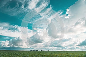 Stratus Clouds Over Rural Field. 6k Timelapse Cumulus Clouds Above Corn Field In Spring Summer Cloudy Day. Sky With