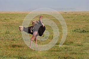 Straus in the Ngorongoro Conservation Area