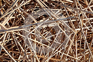 Straw abstract background texture close-up with sunlight