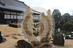 Straw dress protect tree from cold photo