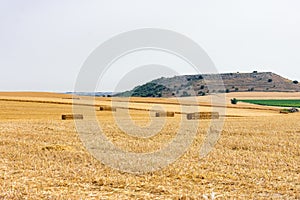 straw alpacas in the yellow working fields