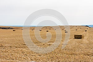 straw alpacas in the yellow working fields