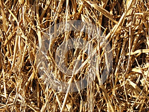 Straw Background