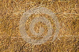 Straw background texture,