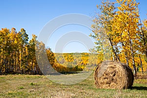 A straw bale in autumn forest