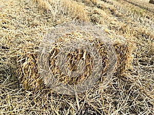 straw bale rectangular in field