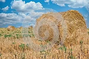 Straw bale, straw rolls on farmer field in the summer