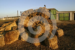 Straw bales