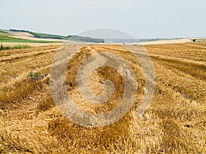 Straw bales in agricultural harvested wheatfield