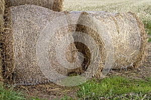 Straw in bales at an asphalt road in the countryside. Stacks of