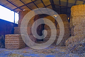 Straw bales for cows Kfar Glikson northwestern Israel