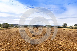 Straw bales in a cropped field against a blue sky. Agricultural background with empty copy space