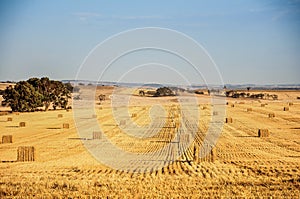 Straw bales in the end of summer