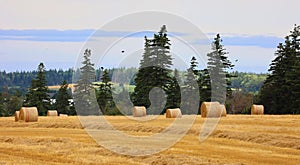 Straw bales in farmland, view of countryside and haystacks,
