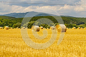 Straw bales on the field. After harvesting the grain in the summer