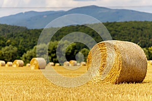 Straw bales on the field. After harvesting the grain in the summer