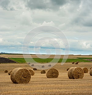 Straw bales of hay in the stubble agricultural field under sky