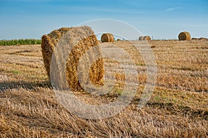 straw bales of hay in the stubble field under a blue sky