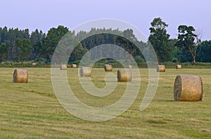 Straw bales on the meadow