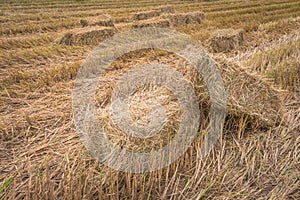 Straw bales on rice field.