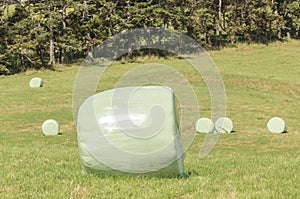 Straw bales (silages) wrapped in white plastic on the green field.