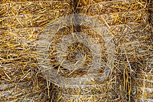 Straw bales stacked background. Harvested field with bales, wheat harvesting for bread production