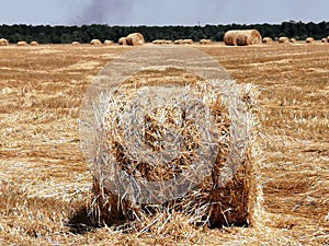 Straw bales on the threshed field.