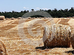Straw bales on the threshed field.