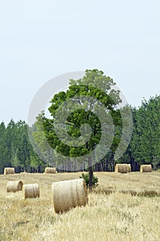 Straw bales and tree