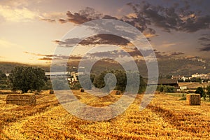 Straw bales in a wheat cultivation at sunset. Agriculture background with empty copy space