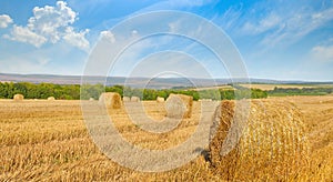 Straw bales on a wheat field and blue sky. Wide photo.