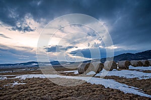 Straw bales on winter field.