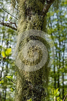 Straw beard lichen, other fungi and moss on the tree branch