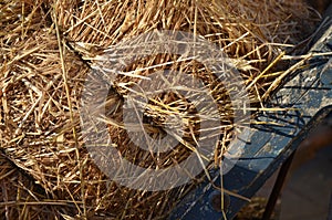 Straw Briquette Texture Sunny Day Close