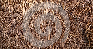 Straw, chaff or  halm texture