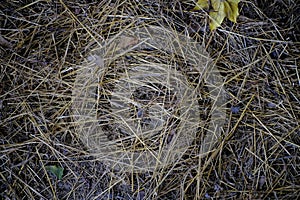 Straw and clusters of clover on the old wooden floor. Background. Texture.