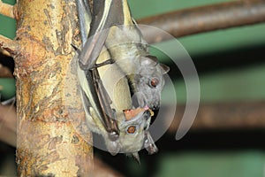 Straw-colored fruit bat