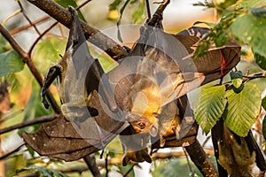 Straw-colored Fruit Bat - Eidolon helvum photo