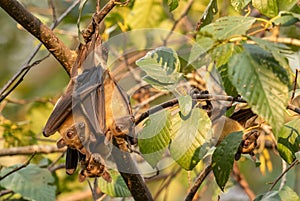 Straw-colored Fruit Bat - Eidolon helvum photo