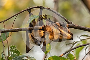 Straw-colored Fruit Bat - Eidolon helvum photo