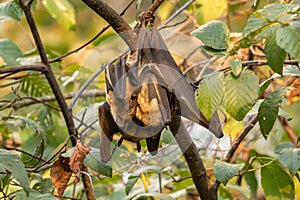 Straw-colored Fruit Bat - Eidolon helvum photo