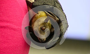 Straw-colored Fruit bat held in leather glove - (Eidolon helvum) photo