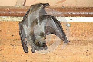 Straw-colored fruit bat