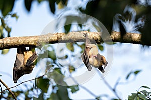 straw coloured fruit bat, eidolon helvum photo