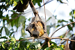 straw coloured fruit bat, eidolon helvum photo