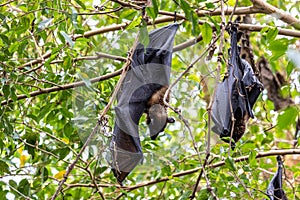 Straw-coloured Fruit Bat - Eidolon helvum, beautiful small mammal from African forests photo