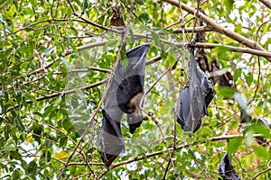 Straw-coloured Fruit Bat - Eidolon helvum, beautiful small mammal from African forests photo