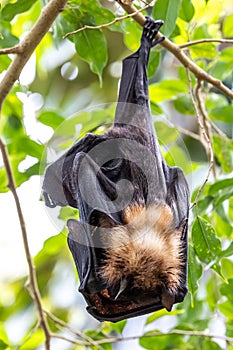 Straw-coloured Fruit Bat - Eidolon helvum, beautiful small mammal from African forests photo