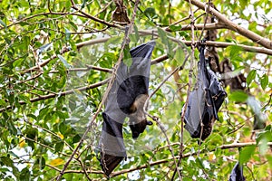 Straw-coloured Fruit Bat - Eidolon helvum, beautiful small mammal from African forests photo